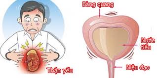 Tiểu đêm do thận yếu
