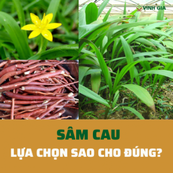 Lựa chọn Sâm Cau- “vàng đen” cho sinh lý phái mạnh sao cho đúng?